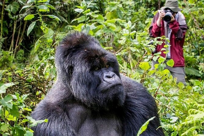 3-Day Private Guided Gorilla Trekking In Uganda - Why Bwindi gorilla trekking feels different
