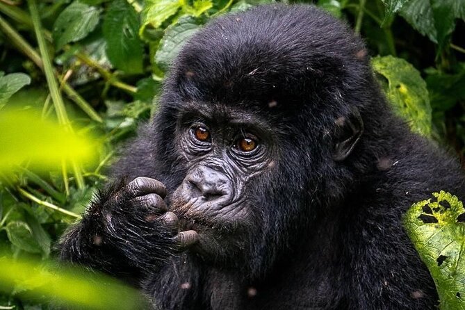 3-Day Private Guided Gorilla Trekking In Uganda - Lodging choices around Bwindi