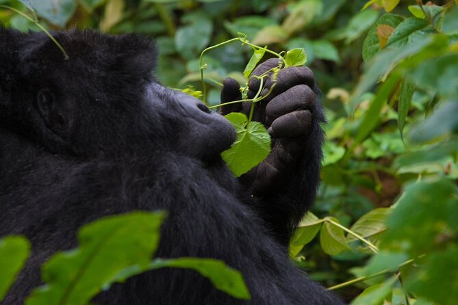 3-Day Private Guided Gorilla Trekking In Uganda - Day 3: Returning to Uganda or Rwanda