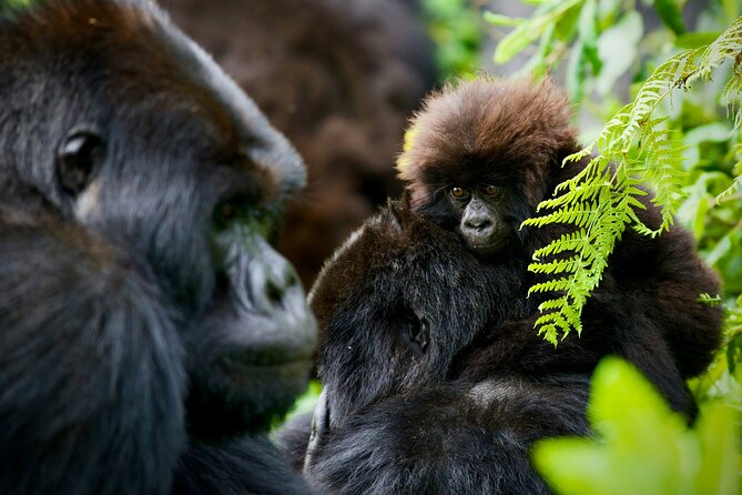 3-Day Private Guided Gorilla Trekking In Uganda - Practical booking advice before you go