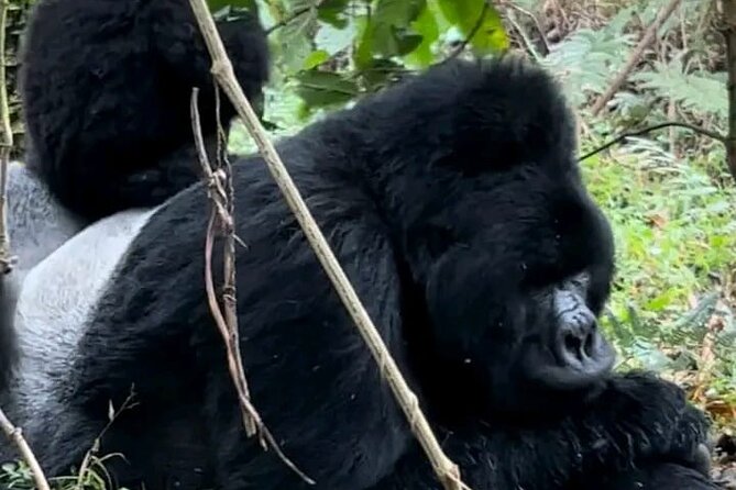 3-Day Private Guided Gorilla Trekking Uganda and Batwa Experience - Key points to know before booking