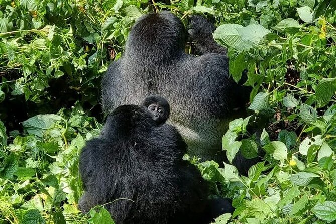 3-Day Private Guided Gorilla Trekking Uganda and Batwa Experience - The real shape of this three-day Uganda safari