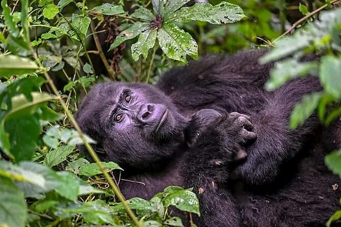 3-Day Private Guided Gorilla Trekking Uganda and Batwa Experience - Day 3: The long return to Kampala