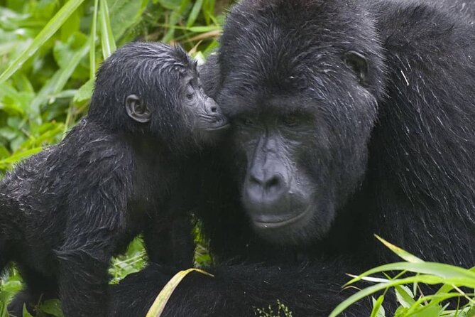 3-Day Private Guided Gorilla Trekking Uganda and Batwa Experience - Who will like this tour most