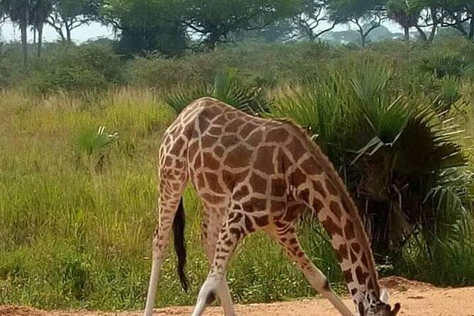3-Day Private Safari of Murchison Falls National Park - Why Murchison Falls makes this safari special