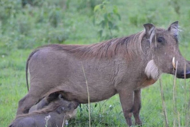 3-Day Private Safari of Murchison Falls National Park - Hiking to the top gives you the second great view