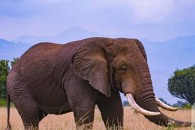 3-Day Private Safari of Murchison Falls National Park - Who will enjoy this three-day safari
