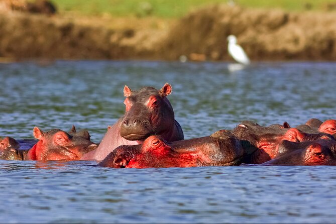 3 Day Private safari to Murchison Falls National Park with Big Five Experience - Day 3: Budongo Forest and the chimp option