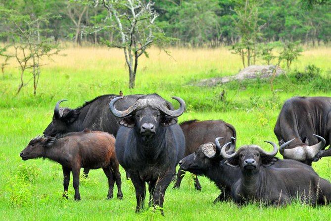 3 Day Private safari to Murchison Falls National Park with Big Five Experience - What the private format adds