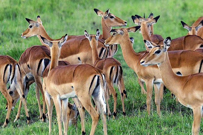 3 Day Private safari to Murchison Falls National Park with Big Five Experience - How hard is the journey?