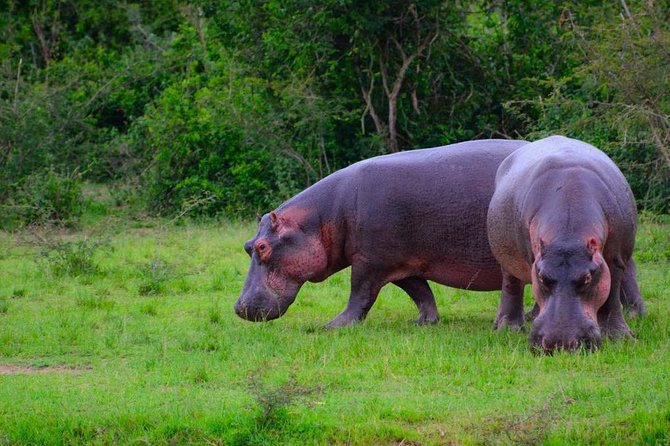 3 Day Private safari to Murchison Falls National Park with Big Five Experience - When this safari makes the most sense