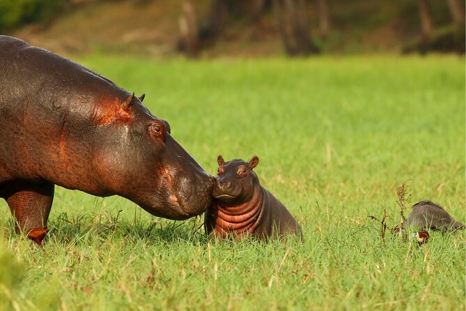 3 Day Private safari to Murchison Falls National Park with Big Five Experience - Should you book the Murchison Falls safari?