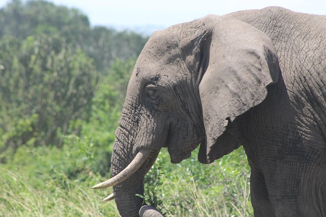 3-Day Queen Elizabeth and Chimpanzees-Join a Group! - What the guide can add to the experience