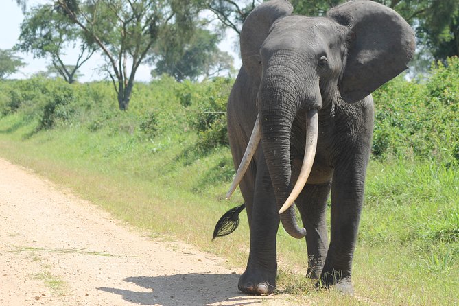 3-Day Queen Elizabeth and Chimpanzees-Join a Group! - Meals, lodging, and what the price really covers