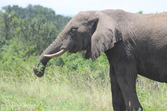 3-Day Queen Elizabeth and Chimpanzees-Join a Group! - Who should book this tour?