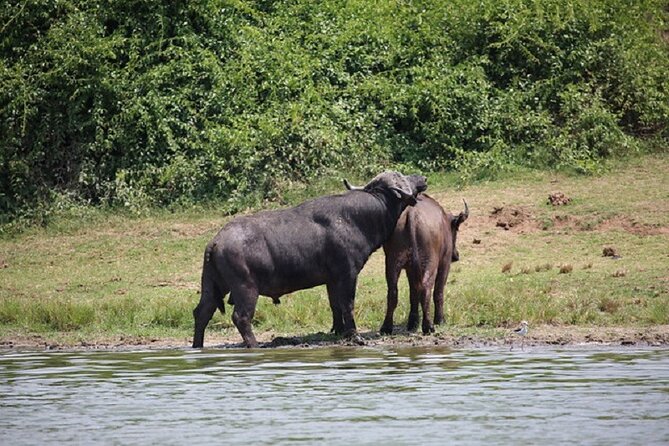 3-Day Safari in Queen Elizabeth National Park Uganda from Kampala - Why Queen Elizabeth National Park is the right target