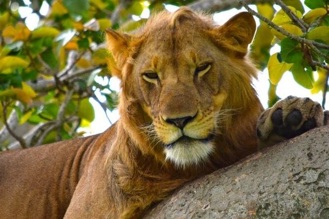3-Day Safari in Queen Elizabeth National Park Uganda from Kampala - The return to Kampala and the optional primate walk