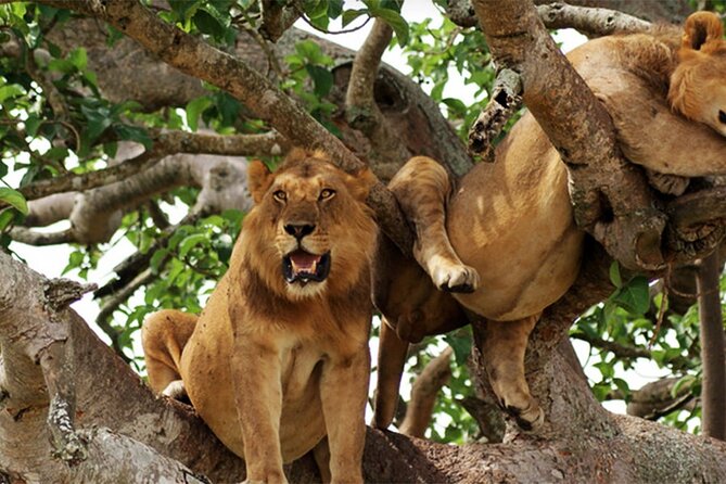 3-Day Safari in Queen Elizabeth National Park Uganda from Kampala - Comfort, group size, and practical timing