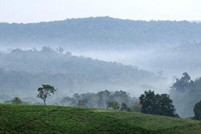 3-Day Tour to Uganda – Gorilla Trekking Bwindi Forest