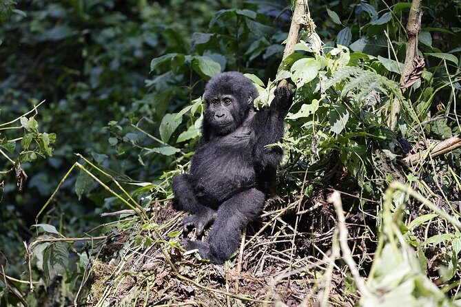 3 Day Uganda Gorilla Trekking and Batwa Pygmies Experience - Day 3: Returning to Entebbe or Kampala