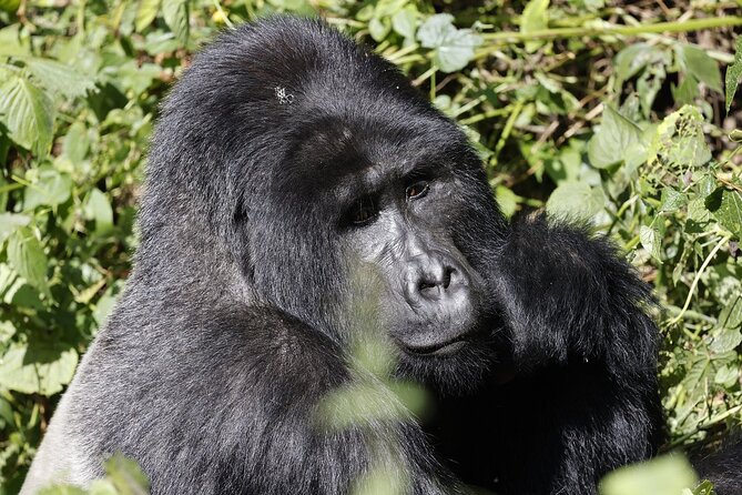 3 Day Uganda Gorilla Trekking and Batwa Pygmies Experience - Day 2: Park briefing, forest walking, and the gorilla family