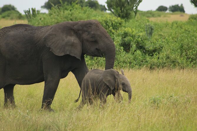 3-Day Ultimate Big Five Safari - Murchison Falls & Rhinos - The Victoria Nile by boat