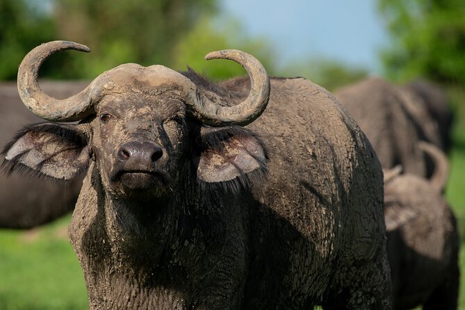 3-Day Ultimate Big Five Safari - Murchison Falls & Rhinos - The optional final game drive and return to Kampala