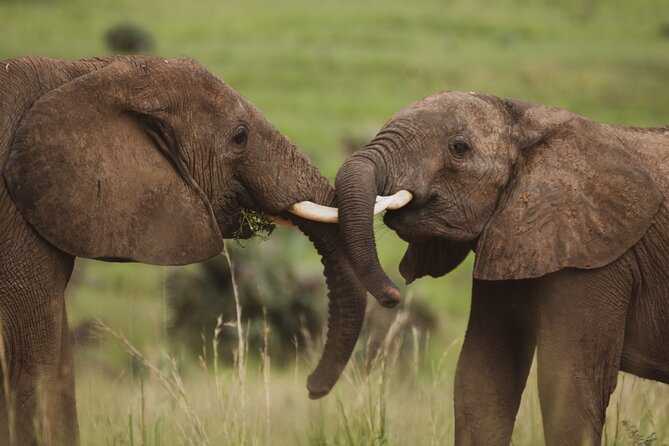 3-Day Ultimate Big Five Safari - Murchison Falls & Rhinos - Is $995 a fair price?