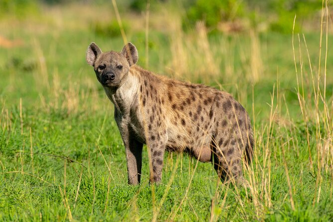 3-Day Ultimate Big Five Safari - Murchison Falls & Rhinos - Who will get the most from this safari?
