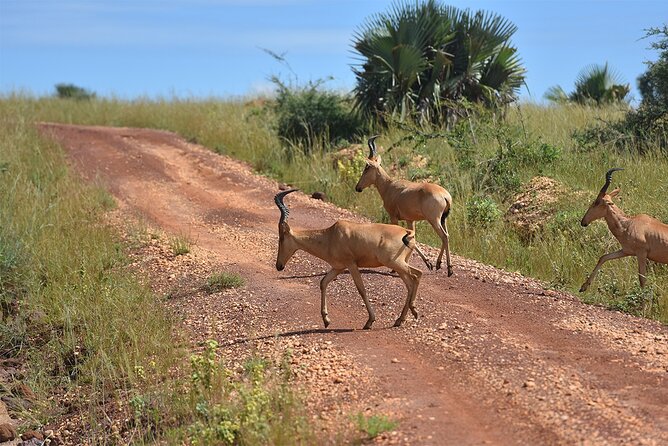 3-Day Ultimate Big Five Safari - Murchison Falls & Rhinos - Should you book the Murchison Falls safari?