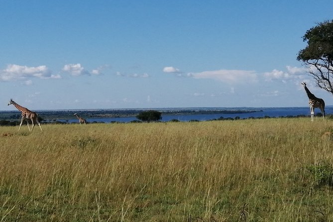 3 Days 2 Nights, Murchison Falls And Wildlife Safari - Key points to know before you book