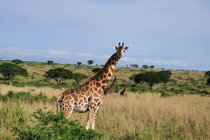 3 Days 2 Nights, Murchison Falls And Wildlife Safari - The return to Kampala on day three