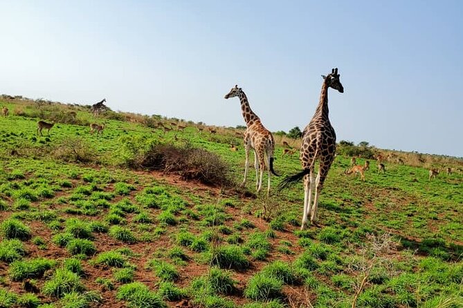 3 Days 2 Nights, Murchison Falls And Wildlife Safari - Should you book this three-day safari?