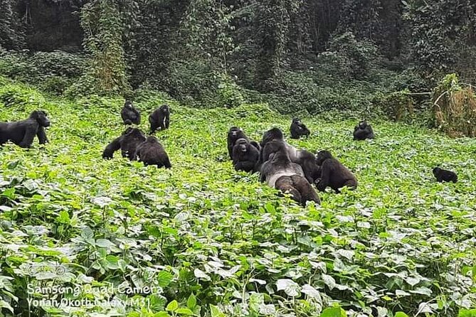3 Days Best of Queen Elizabeth National Park Wildlife Tour - The Kazinga Channel by boat