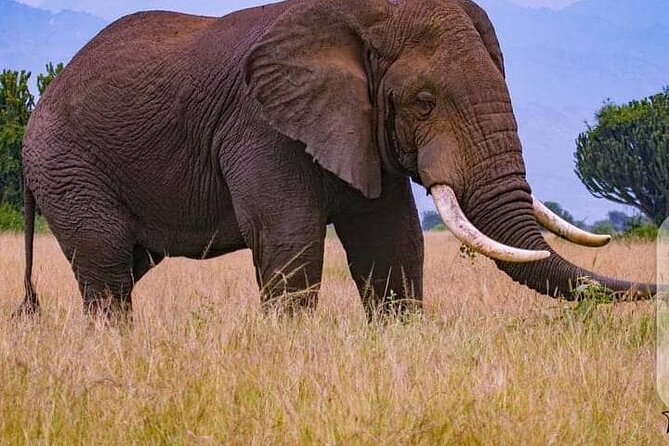 3 Days Best of Queen Elizabeth National Park Wildlife Tour - Is $1,100 per person good value?