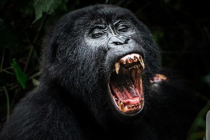 3 Days Best of Queen Elizabeth National Park Wildlife Tour - Who will enjoy this safari most