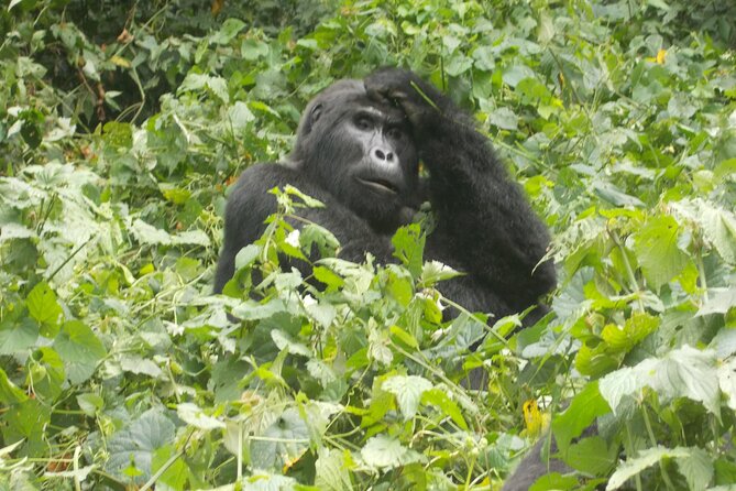 3 Days Bwindi Gorilla Trekking tour - Three days means very little spare time