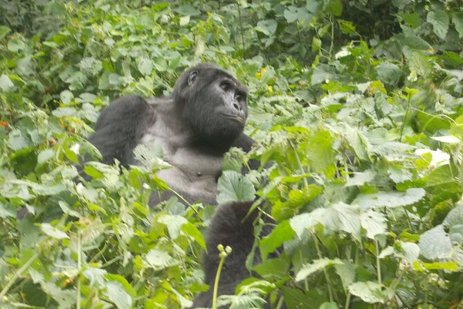 3 Days Bwindi Gorilla Trekking tour - What to pack and how to prepare