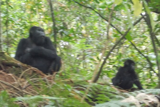 3 Days Bwindi Gorilla Trekking tour - Who should book this tour?