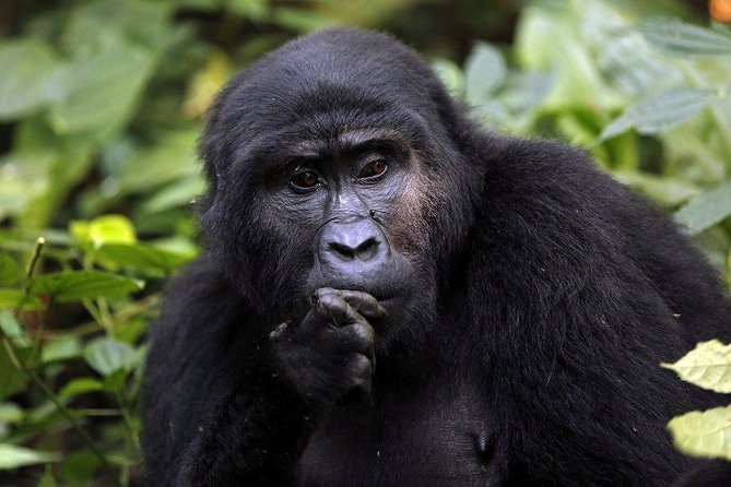 3 Days Gorilla Trekking Expedition Uganda - The big question: is three days enough for Bwindi?
