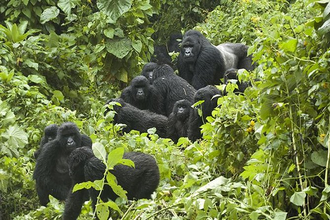 3 days Gorilla Trekking in Bwindi Inpenetrable national Park - Key points at a glance