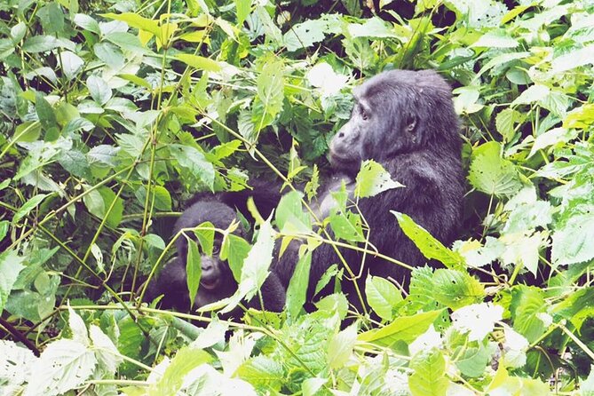 3 Days Gorilla Trekking Safari - Day two: the gorilla trek and a night by Lake Bunyonyi