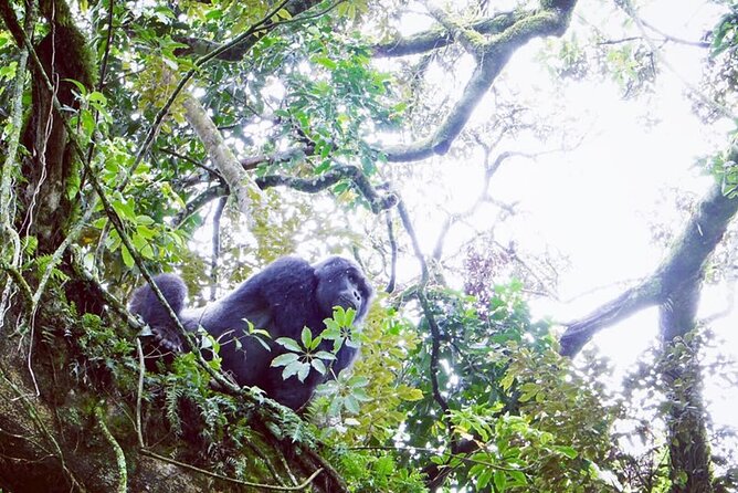 3 Days Gorilla Trekking Safari - Who should book this gorilla safari?