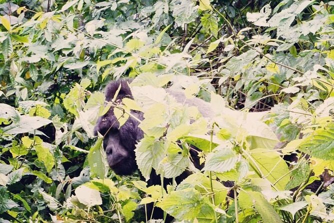 3 Days Gorilla Trekking Safari - Practical details that affect your decision