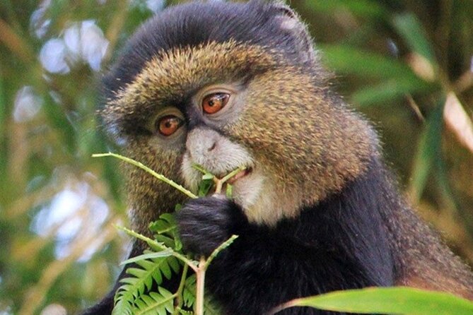 3 Days gorilla trekking Safari tour in Uganda - Day 3: Return to Entebbe and the equator stop