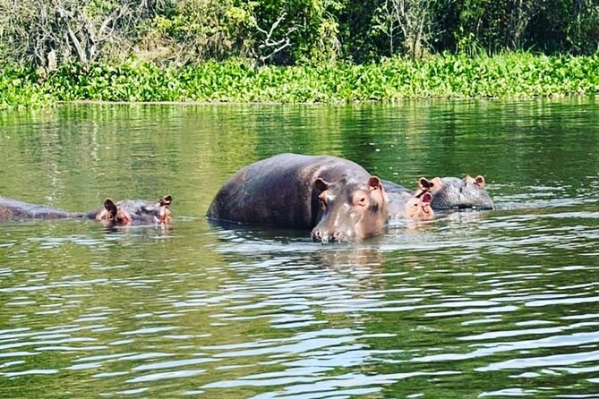 3 Days gorilla trekking Safari tour in Uganda - What the $2,600 package includes