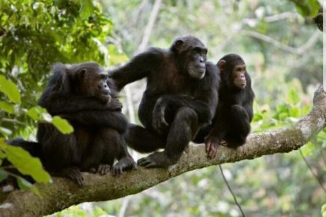 3 Days gorilla trekking Safari tour in Uganda - Who will enjoy this trip most