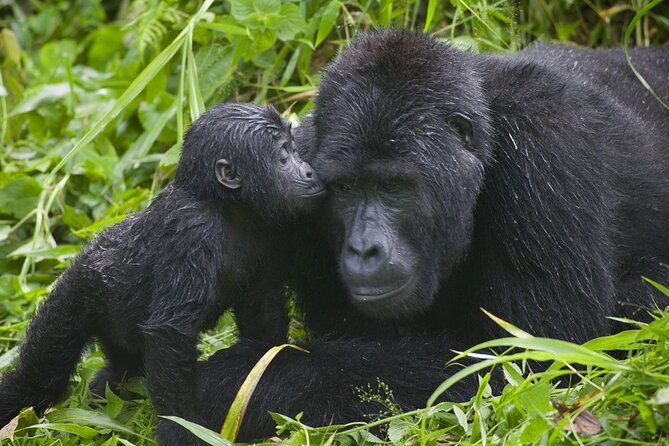 3 Days Gorilla trekking tour - Day 2: briefing, forest trek, and the main event