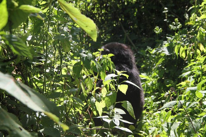 3 Days Gorilla trekking tour - Day 3: the long road back to Entebbe