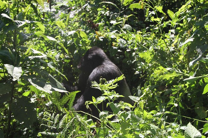 3 Days Gorilla trekking tour - The guide can shape the whole experience
